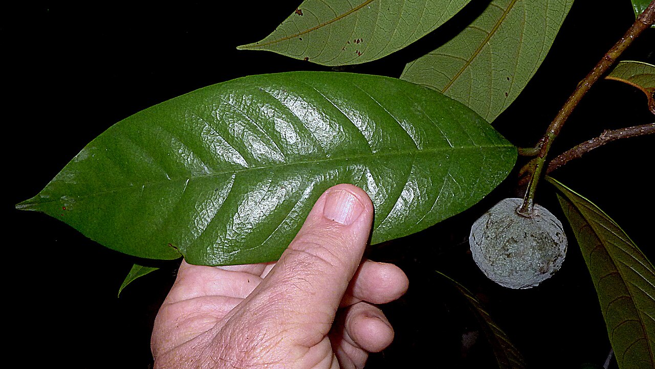 Annona sylvatica: Annona sylvatica A.St.-Hil.
