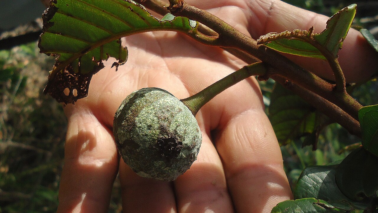 Annona sylvatica: Annona sylvatica A.St.-Hil.