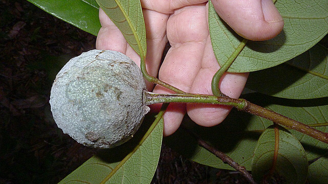 Annona sylvatica: Annona sylvatica A.St.-Hil.