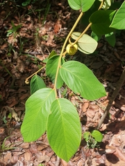 Annona tomentosa (Annona tomentosa)