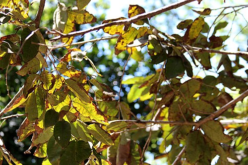Annona urbaniana: Annona urbaniana