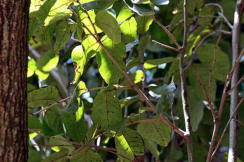 Annona urbaniana: Annona urbaniana