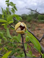 Annona vepretorum (Annona vepretorum)