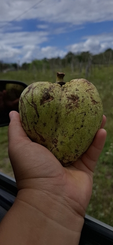 Annona vepretorum (Annona vepretorum)