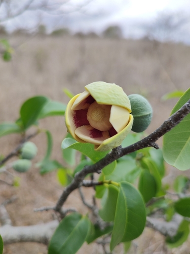 Annona vepretorum (Annona vepretorum)