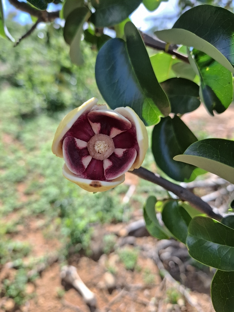 Annona vepretorum (Annona vepretorum)