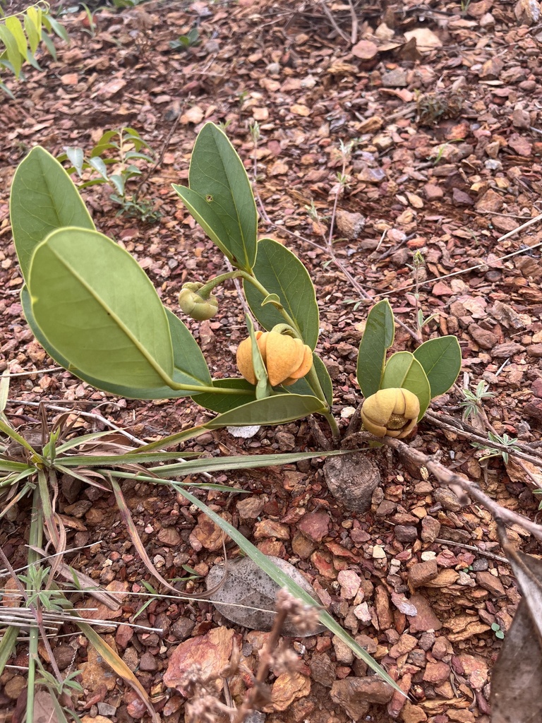 Annona warmingiana (Annona warmingiana)