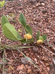 Annona warmingiana (Annona warmingiana)