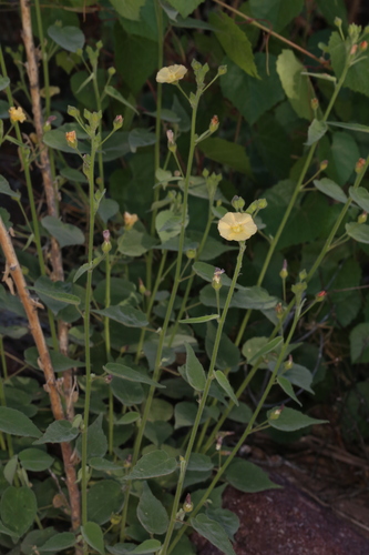 Indian anoda (Anoda abutiloides)
