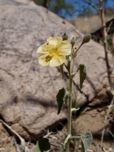 Indian anoda (Anoda abutiloides)