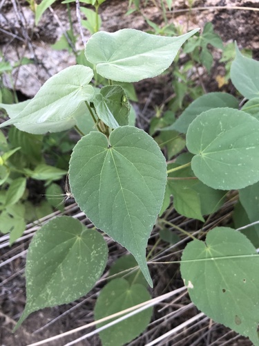 Indian anoda (Anoda abutiloides)