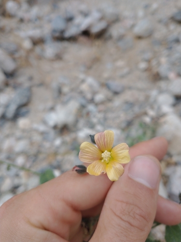 Indian anoda (Anoda abutiloides)