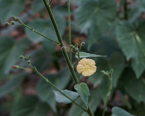 Indian anoda (Anoda abutiloides)