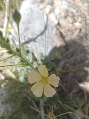 Indian anoda (Anoda abutiloides)