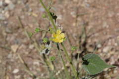 Indian anoda (Anoda abutiloides)