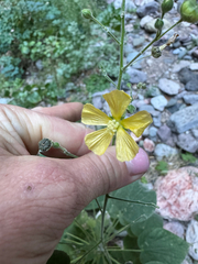 Indian anoda (Anoda abutiloides)