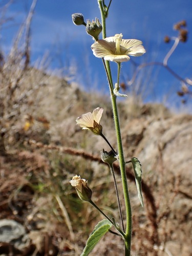 Indian anoda (Anoda abutiloides)