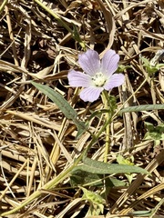 Anoda acerifolia (Anoda acerifolia)