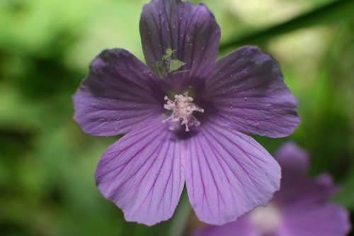 Anoda acerifolia (Anoda acerifolia)