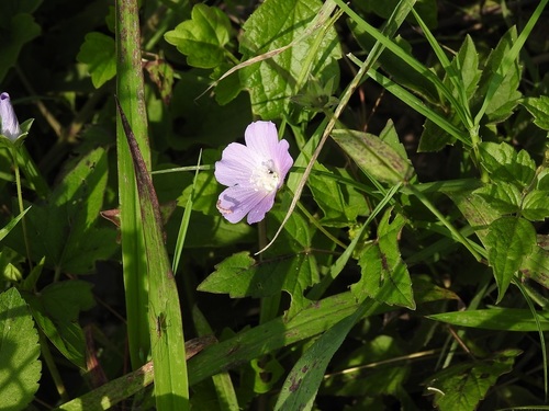 Anoda acerifolia (Anoda acerifolia)
