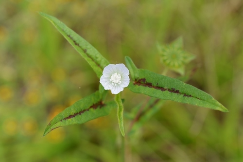 Anoda acerifolia (Anoda acerifolia)