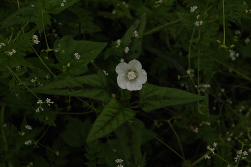 Anoda acerifolia (Anoda acerifolia)