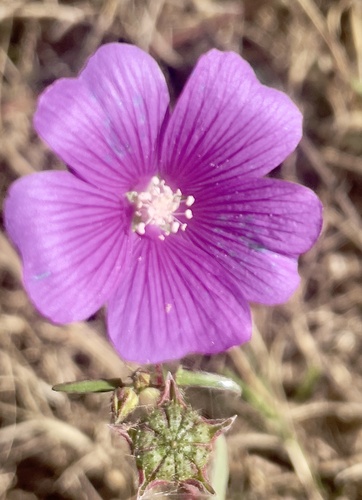 Anoda acerifolia (Anoda acerifolia)