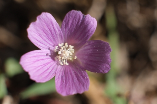 Anoda acerifolia (Anoda acerifolia)