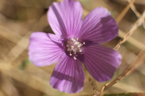 Anoda acerifolia (Anoda acerifolia)