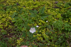 Anoda acerifolia (Anoda acerifolia)