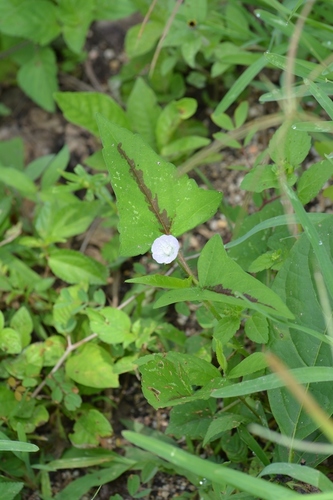 Anoda acerifolia (Anoda acerifolia)