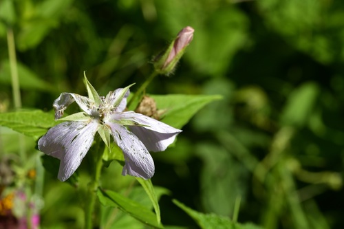Anoda albiflora (Anoda albiflora)