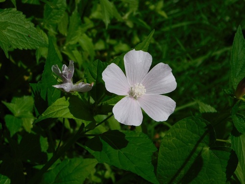 Anoda albiflora (Anoda albiflora)