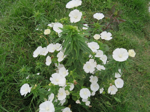 Anoda albiflora (Anoda albiflora)