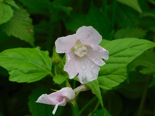 Anoda albiflora (Anoda albiflora)