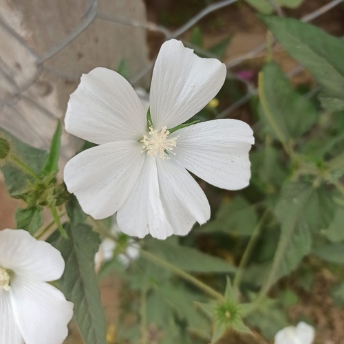 Anoda albiflora (Anoda albiflora)
