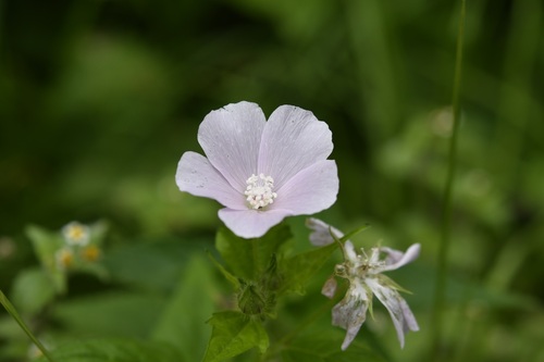Anoda albiflora (Anoda albiflora)