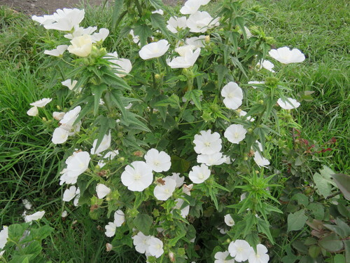 Anoda albiflora (Anoda albiflora)