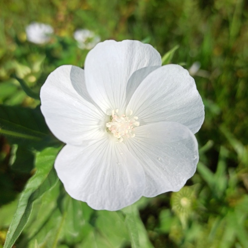 Anoda albiflora (Anoda albiflora)