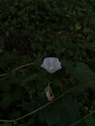 Anoda albiflora (Anoda albiflora)