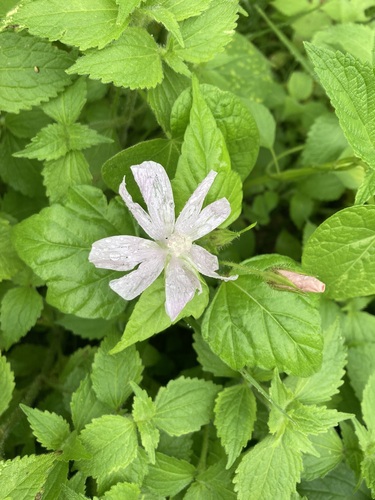 Anoda albiflora (Anoda albiflora)
