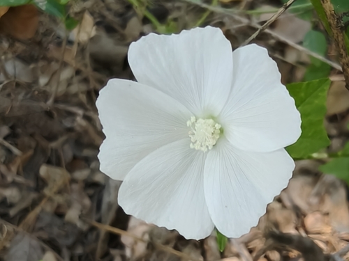 Anoda albiflora (Anoda albiflora)
