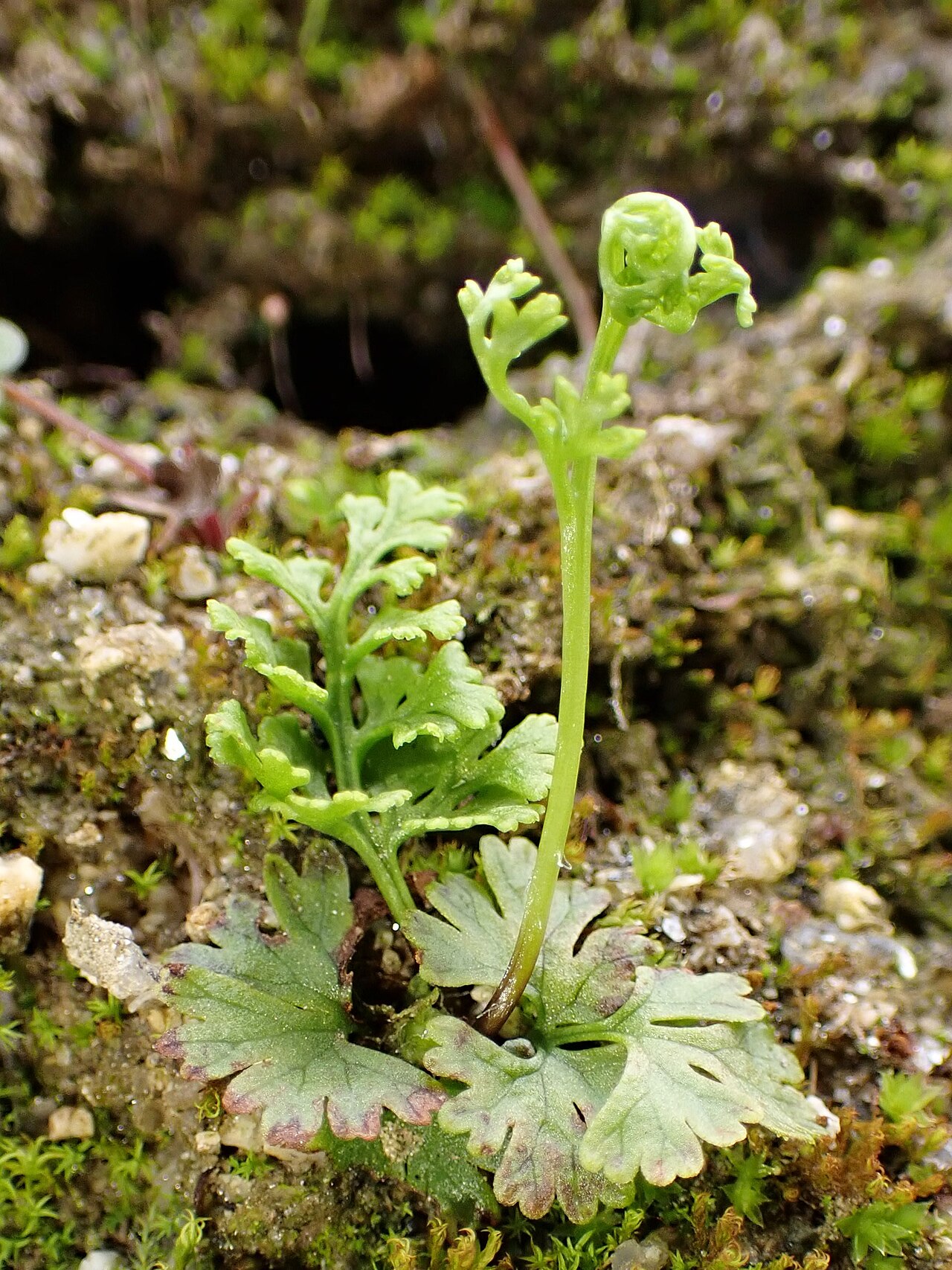 Anogramma leptophylla: Anogramma leptophylla in Vila Real in N Portugal