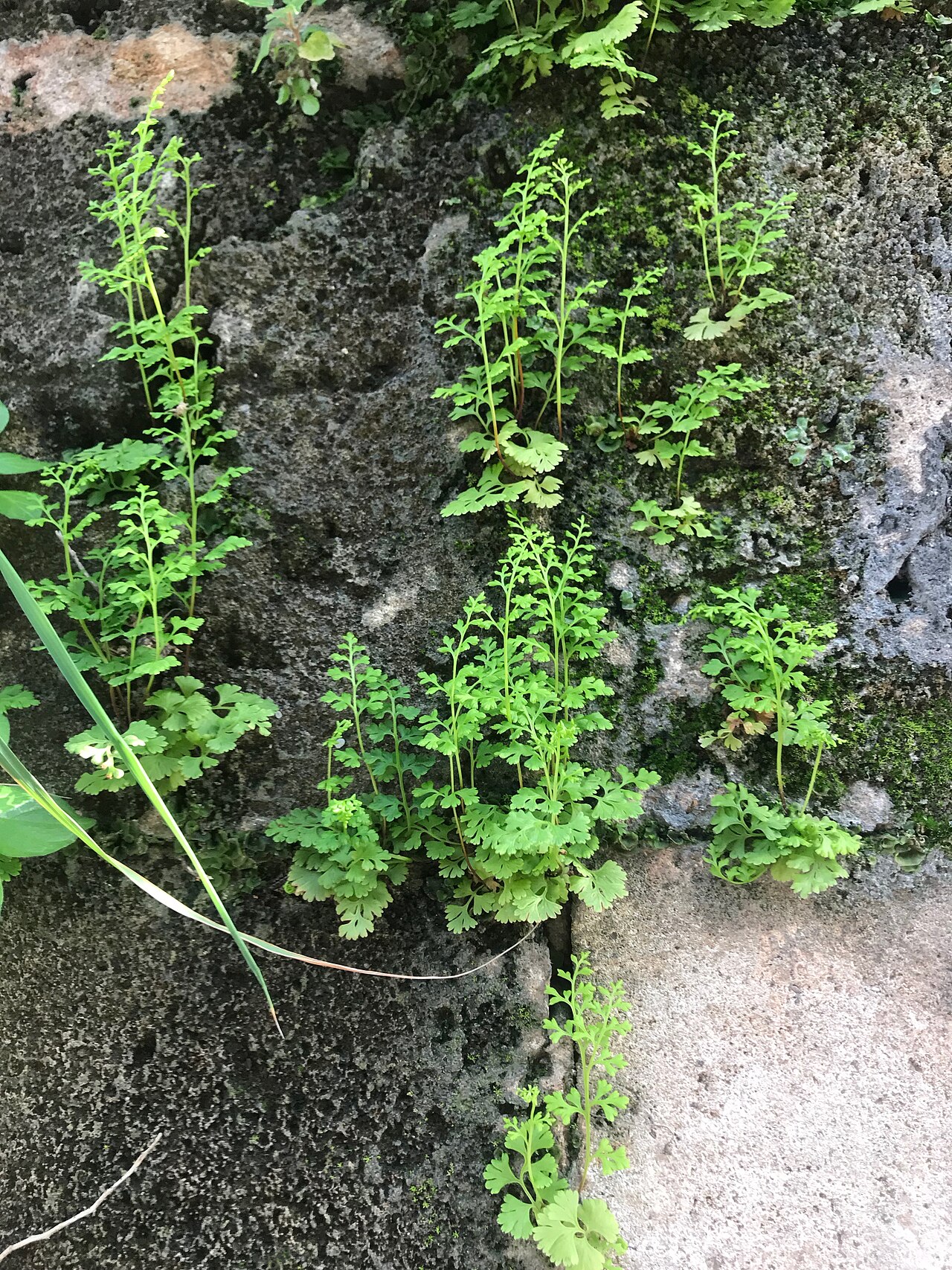 Anogramma leptophylla: Anogramma leptophylla, Ain Al Mraiseh, Beirut, Lebanon