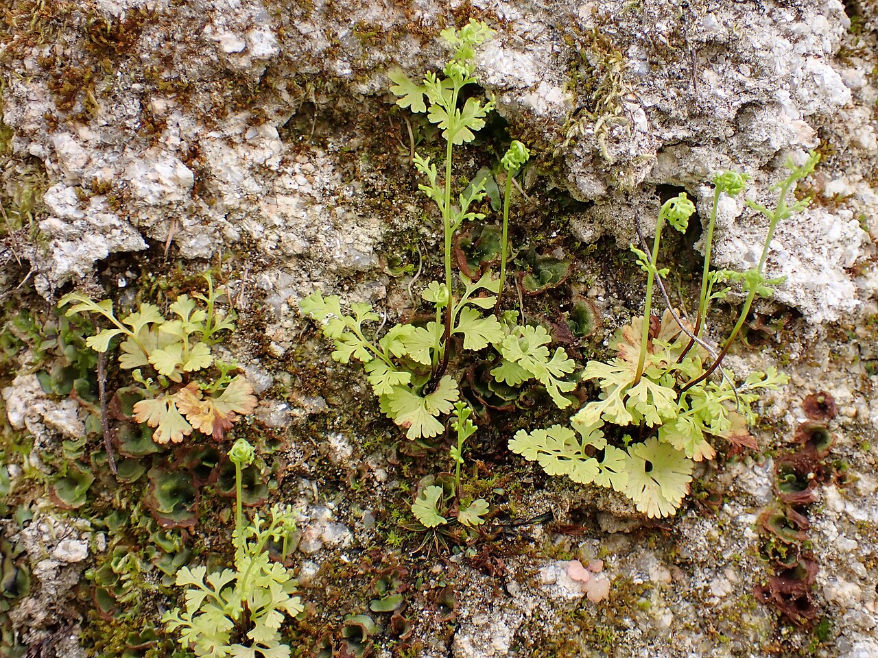 Anogramma leptophylla: Anogramma leptophylla in Vila Real in N Portugal