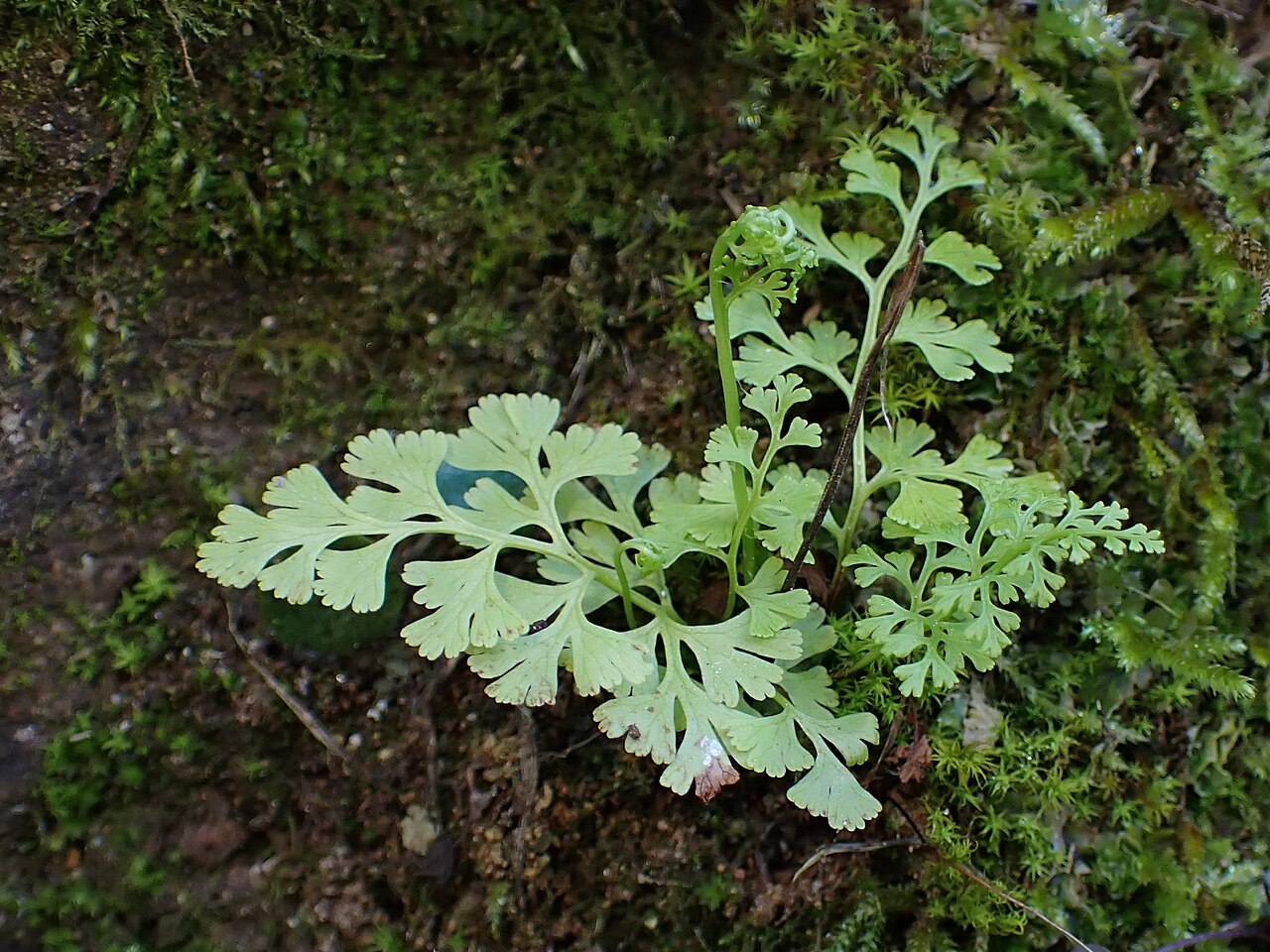 Anogramma leptophylla: Anogramma leptophylla in Penacova near Coimbra in Portugal