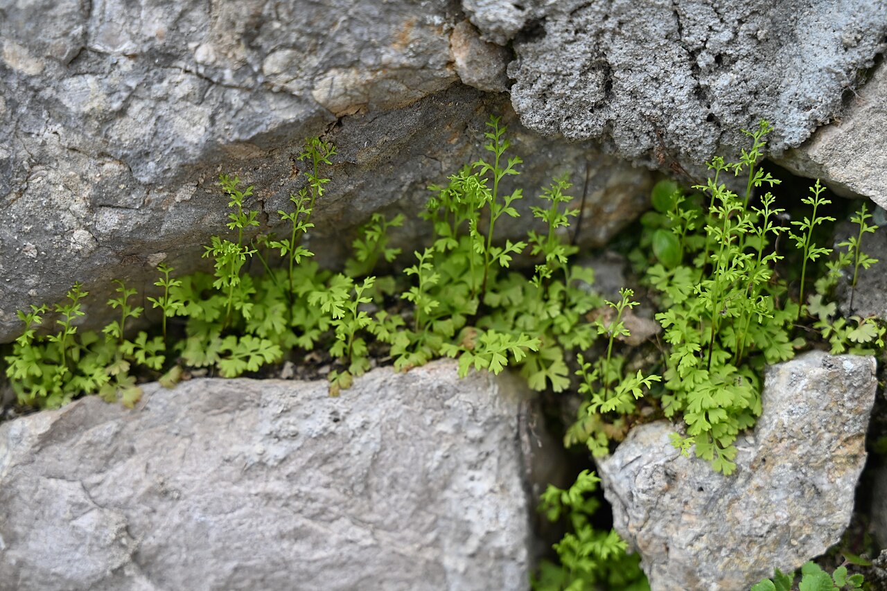 Anogramma leptophylla: Anogramma leptophylla in Grazalema, Andalusia