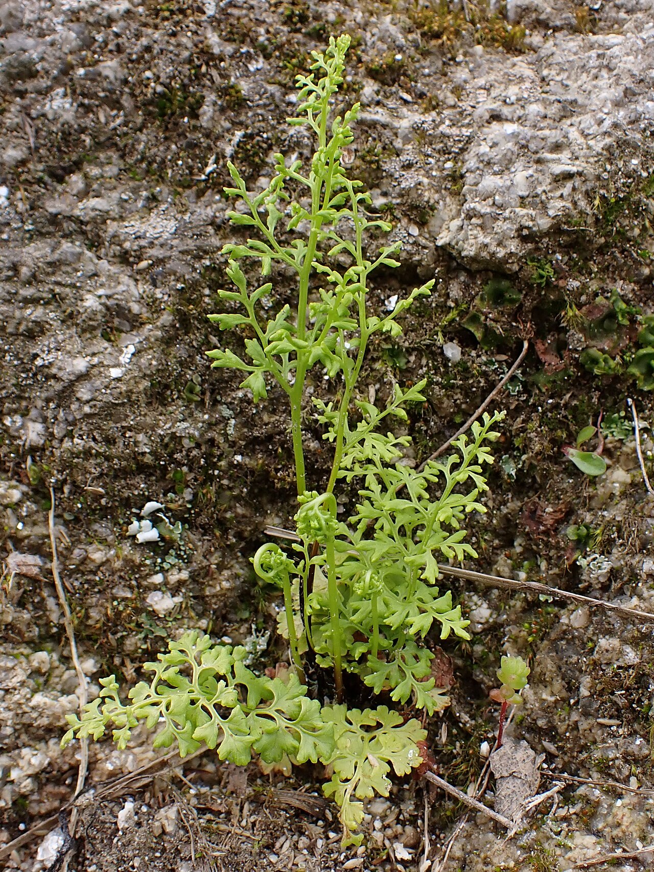 Anogramma leptophylla: Anogramma leptophylla in Vila Real in N Portugal