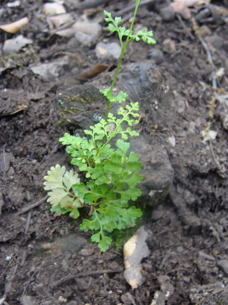 Anogramma leptophylla: Anogramma leptophylla , Parque Nacional Monfragüe, Spain