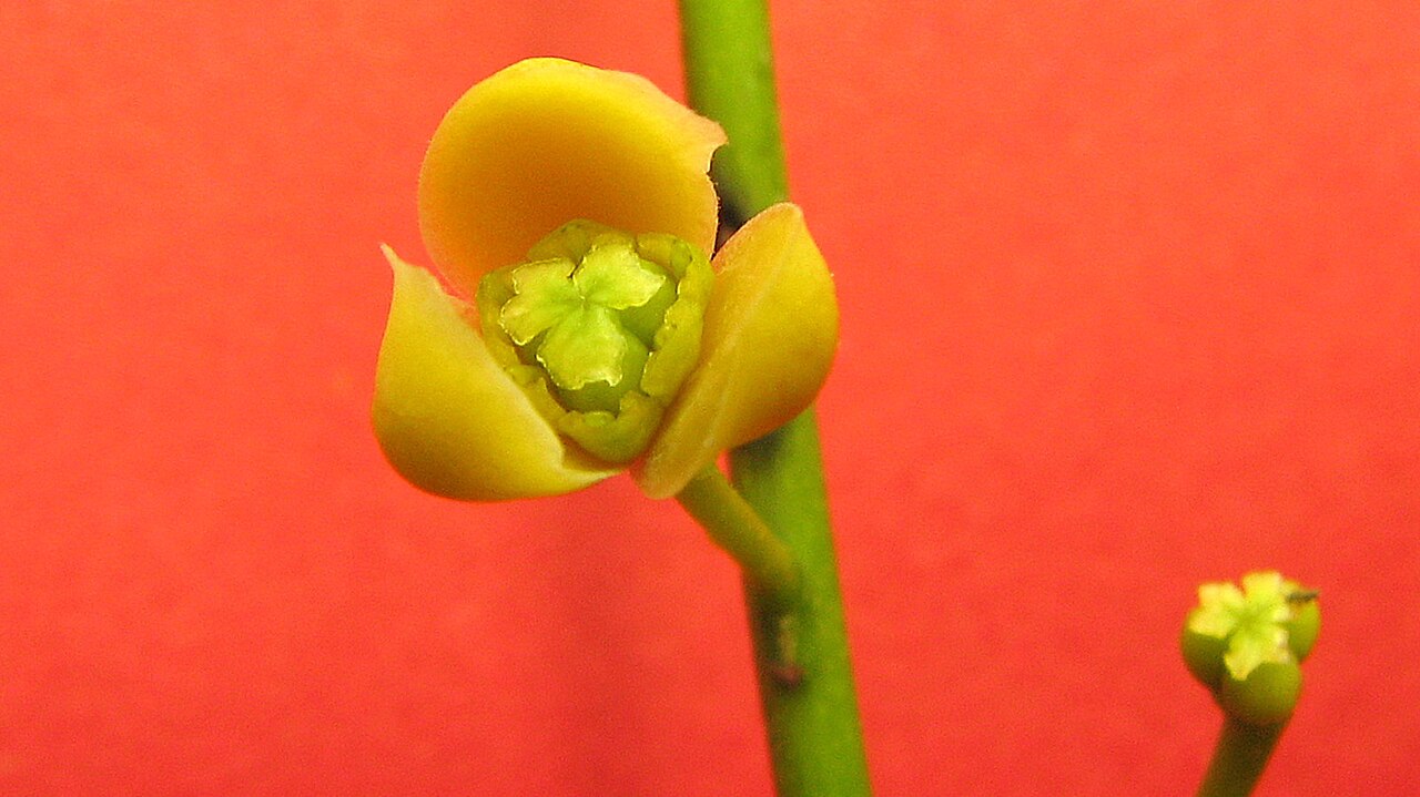 Anomospermum reticulatum: Anomospermum reticulatum from Entre Rios, Bahia, Brazil